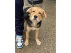 Adopt Milo a Black German Shepherd Dog / Mixed dog in Brooklyn, NY (41388923)