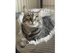 Adopt Padme a Brown Tabby Domestic Shorthair / Mixed Breed (Medium) / Mixed