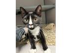 Adopt Crimmy a All Black Domestic Shorthair / Mixed Breed (Medium) / Mixed