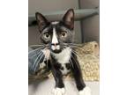 Adopt Crimmy a All Black Domestic Shorthair / Domestic Shorthair / Mixed cat in