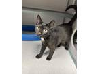 Adopt Atlas a All Black Domestic Shorthair / Mixed Breed (Medium) / Mixed (short