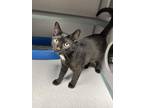 Adopt Atlas a All Black Domestic Shorthair / Domestic Shorthair / Mixed cat in