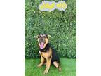 Adopt Bette a Black - with Tan, Yellow or Fawn German Shepherd Dog / Mixed dog