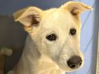 Adopt Kai a Tan/Yellow/Fawn Mixed Breed (Large) / Mixed dog in Georgetown