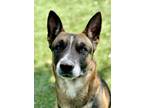 Adopt Sherlock a Black German Shepherd Dog / Mixed Breed (Medium) / Mixed (short