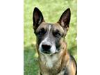 Adopt Sherlock a Black German Shepherd Dog / Mixed dog in Red Bluff