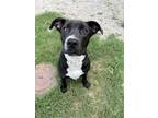 Adopt TUX a Black Labrador Retriever / Mixed dog in Fort Worth, TX (41316981)