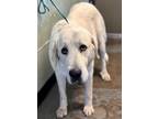 Adopt Kyra a White Great Pyrenees / Mixed dog in Red Bluff, CA (41388913)