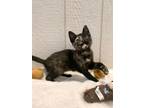 Adopt Maisie a All Black Domestic Shorthair / Mixed Breed (Medium) / Mixed