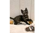 Adopt Maisie a All Black Domestic Shorthair / Domestic Shorthair / Mixed cat in