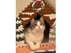 Adopt Velcro a Gray or Blue Domestic Shorthair / Domestic Shorthair / Mixed cat