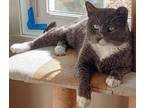 Adopt Jordan-George a Gray or Blue Domestic Shorthair / Domestic Shorthair /