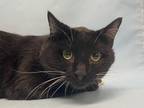Adopt London a All Black Domestic Shorthair / Domestic Shorthair / Mixed cat in