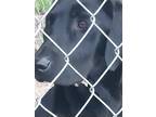 Adopt Haly a Black Labrador Retriever / Mixed dog in Shelby, NC (41388772)