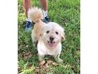 Adopt Camron a White - with Tan, Yellow or Fawn Lhasa Apso / Poodle (Miniature)