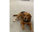 Adopt Shiloh a Brown/Chocolate - with White Beagle / Mixed dog in Canton