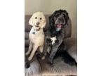 Adopt Dusty and Ruger a White - with Tan, Yellow or Fawn Goldendoodle / Mixed