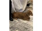 Adopt Maggie a Red/Golden/Orange/Chestnut Dachshund / Mixed dog in Norco