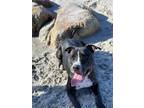 Adopt Thea a Black - with White American Staffordshire Terrier / Mixed dog in