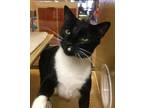 Adopt Jayson a Black & White or Tuxedo Domestic Shorthair (short coat) cat in