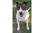 Adopt Keelo a Black - with White Hound (Unknown Type) / Mixed dog in Mtn Grove