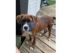 Adopt Donny a Brindle - with White Boxer / Mixed dog in West Milford