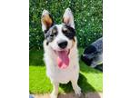 Adopt Bunny a Tricolor (Tan/Brown & Black & White) Australian Cattle Dog / Mixed