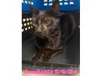 Adopt Cat Condo # 14 a Domestic Shorthair / Mixed (short coat) cat in