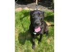 Adopt CJ a Black Labrador Retriever / American Pit Bull Terrier / Mixed dog in