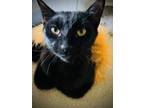 Adopt Mister Truffles a All Black American Shorthair / Mixed (short coat) cat in
