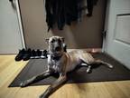 Adopt Iris Ann a Brindle German Shepherd Dog / Mixed dog in Yelm, WA (41184461)