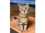 Adopt Swirl a Domestic Shorthair / Mixed (short coat) cat in Hyde Park