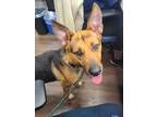 Adopt Baylee a Brown/Chocolate German Shepherd Dog / Mixed dog in Atlanta
