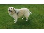 Adopt Lucy a Tan/Yellow/Fawn - with White Australian Shepherd / Great Pyrenees /
