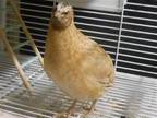 Adopt KAHLUA a Quail bird in Tustin, CA (41388653)