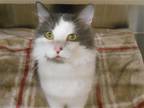 Adopt TROY a Gray or Blue Domestic Mediumhair / Mixed (medium coat) cat in