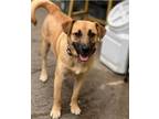Adopt Deisy a Tan/Yellow/Fawn - with White Black Mouth Cur / American Pit Bull