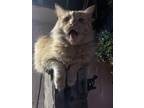 Adopt Louie a Orange or Red Tabby Domestic Longhair / Mixed (medium coat) cat in