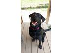Adopt Reese a Black Labrador Retriever / Mixed Breed (Medium) / Mixed (short