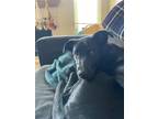 Adopt Frankie a Black Labrador Retriever / Border Collie / Mixed dog in Colorado