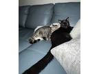 Adopt Steel and Jax a All Black Domestic Shorthair / Mixed (short coat) cat in