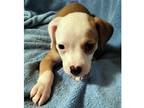 Adopt Basket Pup Peg a Brown/Chocolate - with White Labrador Retriever / Mixed