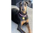 Adopt Farrah a Gray/Blue/Silver/Salt & Pepper Doberman Pinscher / Mixed dog in