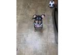 Adopt Kofi a Black - with White Mixed Breed (Medium) / Mixed dog in Milwaukee