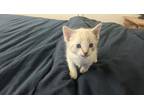 Adopt Vanilla a Cream or Ivory American Shorthair / Mixed (medium coat) cat in