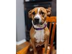 Adopt Reese a Red/Golden/Orange/Chestnut - with White American Pit Bull Terrier