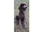 Adopt Hubert a Brown/Chocolate - with Tan Standard Poodle / Mixed dog in