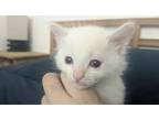 Adopt Casper a White (Mostly) American Shorthair / Mixed (medium coat) cat in