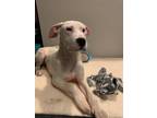 Adopt Blanca a White Great Dane / Mixed Breed (Large) / Mixed dog in Boulder
