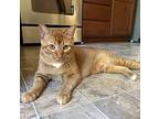 Adopt Chris [CP] a Orange or Red (Mostly) Domestic Shorthair / Mixed (short